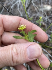Monotaxis macrophylla