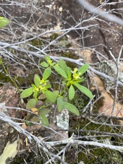 Monotaxis macrophylla
