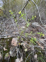 Monotaxis macrophylla