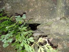 Asplenium ruta-muraria ruta-muraria