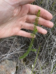 Acacia brunioides