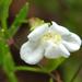 Slender Monkeyflower - Photo (c) Kate Braun, some rights reserved (CC BY-NC), uploaded by Kate Braun