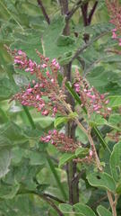 Pseudarthria hookeri hookeri