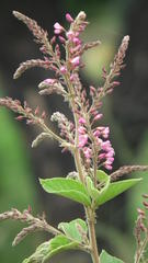 Pseudarthria hookeri hookeri