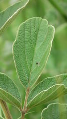 Pseudarthria hookeri hookeri