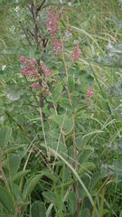 Pseudarthria hookeri hookeri