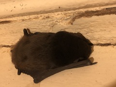 Chalinolobus gouldii