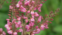 Pseudarthria hookeri hookeri