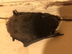 Chalinolobus gouldii