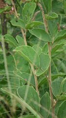 Pseudarthria hookeri hookeri