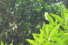 Adoliadini