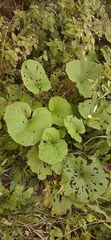 Tussilago farfara