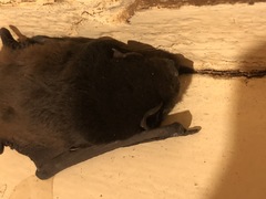 Chalinolobus gouldii