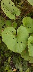 Tussilago farfara