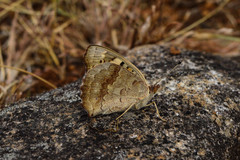 Junonia orithya