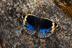 Junonia orithya