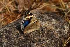 Junonia orithya