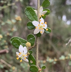 Asterolasia asteriscophora albiflora