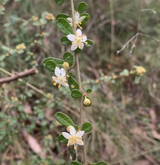 Asterolasia asteriscophora albiflora