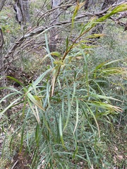 Acacia acrionastes