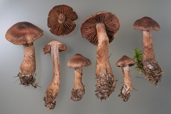 Cortinarius brunneus