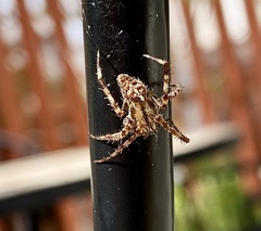 Araneus diadematus