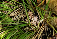 Carex longirostrata