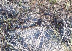 Psammophis leightoni
