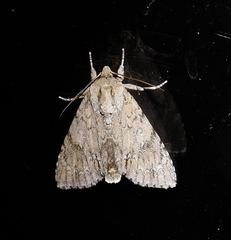 Acronicta americana