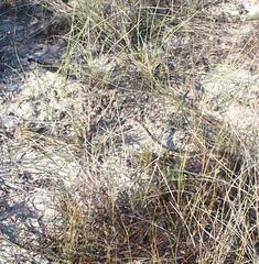 Psammophis leightoni
