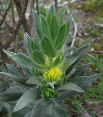 Xiphotheca lanceolata