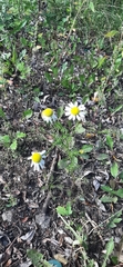 Tripleurospermum inodorum