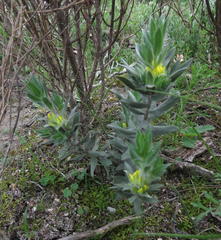 Xiphotheca lanceolata