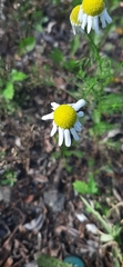 Tripleurospermum inodorum