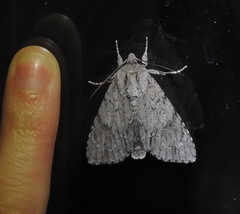Acronicta americana