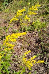 Solidago pinetorum