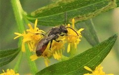 Sphecodes davisii