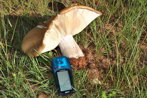 Termitomyces image