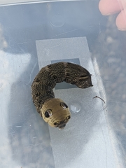 Deilephila elpenor