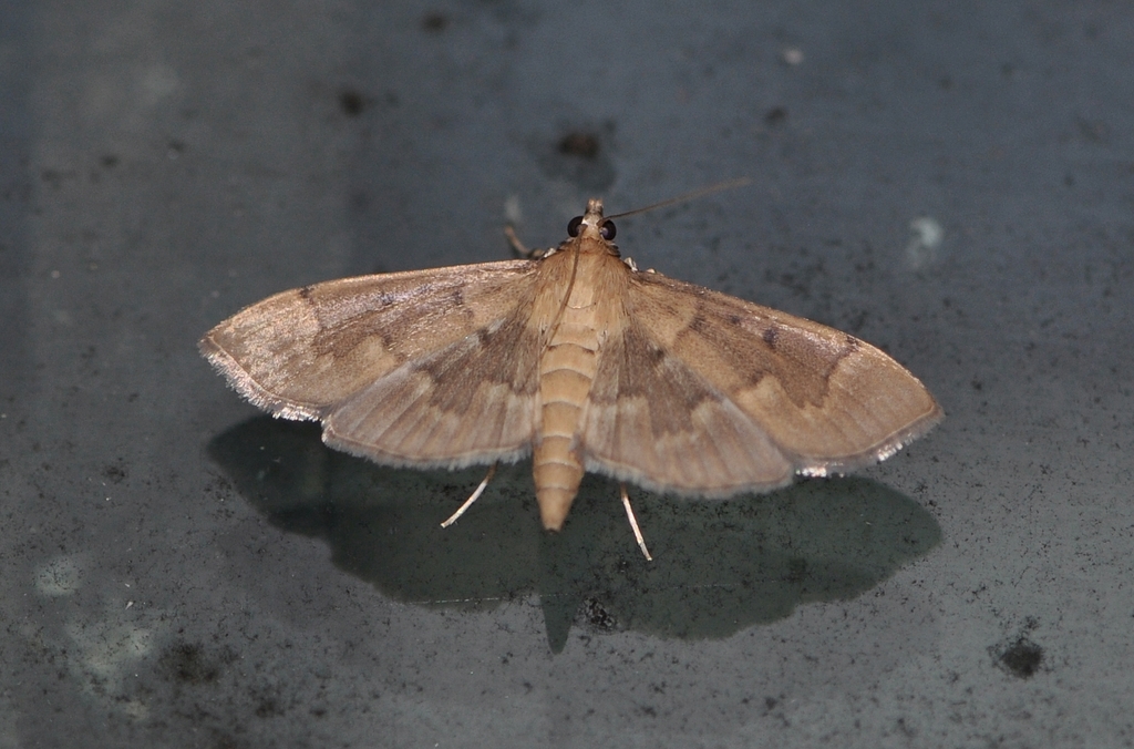 Phostria harutai