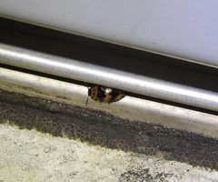 Ischyrus quadripunctatus