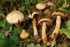 Cortinarius hinnuleus