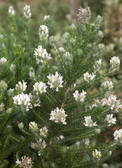 Aspalathus cephalotes cephalotes