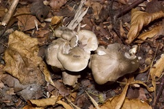 Tricholoma virgatum