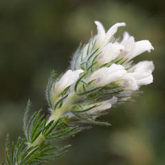 Aspalathus cephalotes cephalotes