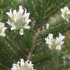 Aspalathus cephalotes cephalotes