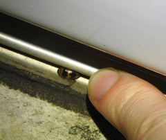 Ischyrus quadripunctatus