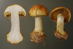 Cortinarius aureofulvus