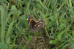 Vanessa atalanta