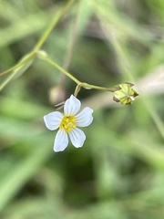 Linum catharticum